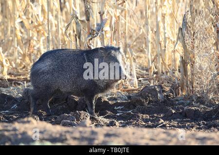 Peccary Stockfoto