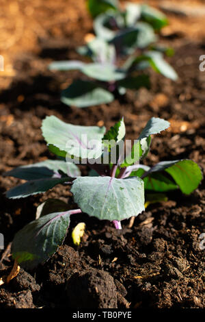 Wachsende Kraut im Garten an einem sonnigen Frühlingstag. Stockfoto