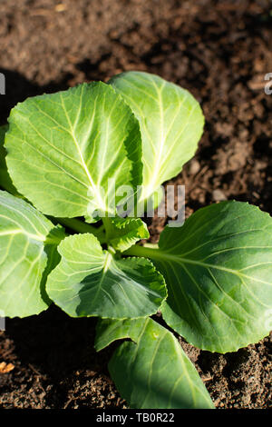 Wachsende Kraut im Garten an einem sonnigen Frühlingstag. Stockfoto