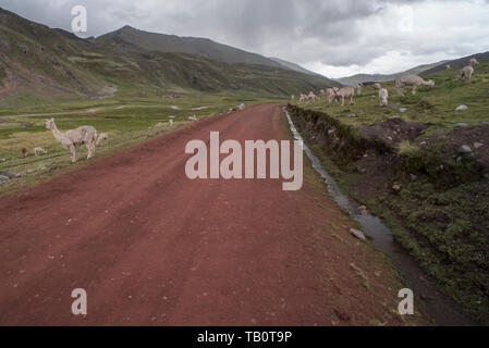 Ein Feldweg in den Anden durch Weideland, wo Alpakas weiden. Stockfoto