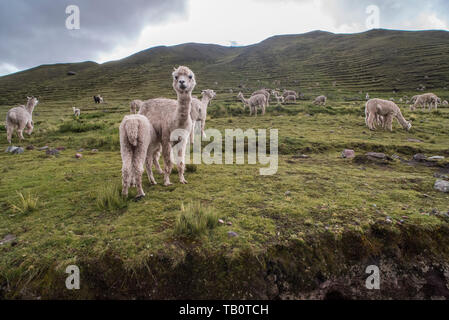 Eine Mutter und ihr Baby Alpaka, Alpaka säugt die Jungen. Den Rest der Herde weidet auf der terrassierten Hügeln. Stockfoto