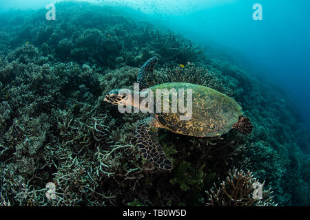 Eine hawksbill Sea Turtle, Eretmochelys imbricata, sucht nach Nahrung auf ein Korallenriff im Komodo National Park, Indonesia. Stockfoto