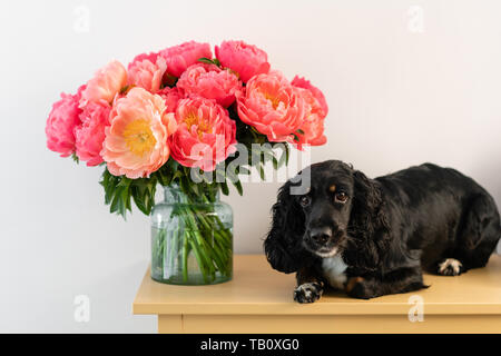 Black Dog, Russische Spaniel liegt mit Coral Päonien in ein Glas Vase. Wunderschöne Pfingstrose aus Blumen Shop. Blumen Lieferung. Platz kopieren Stockfoto