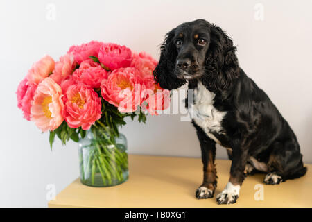 Black Dog, Russische Spaniel sitzend mit Coral Päonien in ein Glas Vase. Wunderschöne Pfingstrose aus Blumen Shop. Blumen Lieferung. Platz kopieren Stockfoto
