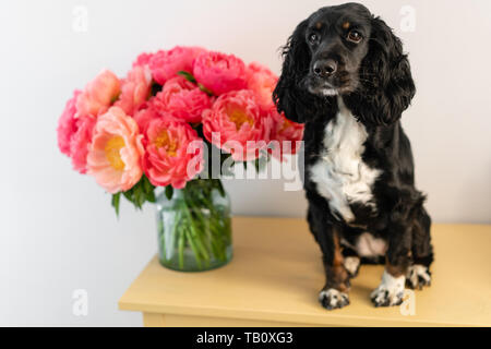 Black Dog, Russische Spaniel sitzend mit Coral Päonien in ein Glas Vase. Wunderschöne Pfingstrose aus Blumen Shop. Blumen Lieferung. Platz kopieren Stockfoto