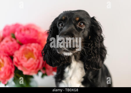 Black Dog, Russische Spaniel sitzend mit Coral Päonien in ein Glas Vase. Wunderschöne Pfingstrose aus Blumen Shop. Blumen Lieferung. Platz kopieren Stockfoto