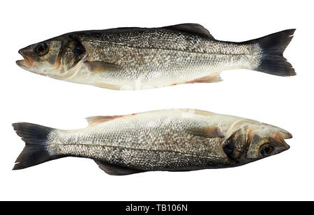 Zwei frische ganze Seebarsch isoliert auf weißem Hintergrund Blick von oben, Nahaufnahme, flatlay Stockfoto