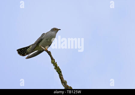 Männlicher Kuckuck Cuculus Canorus thront auf Zweig. Frühling. UK Stockfoto