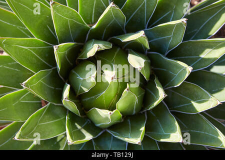 Agave regina Pflanze, hohen Winkel Hintergrund im Sonnenlicht Stockfoto