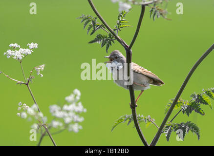 Whitethroat-Sylvia communis Sitzstangen über Kuh Parsley-Anthriscus Abies im Song. Stockfoto