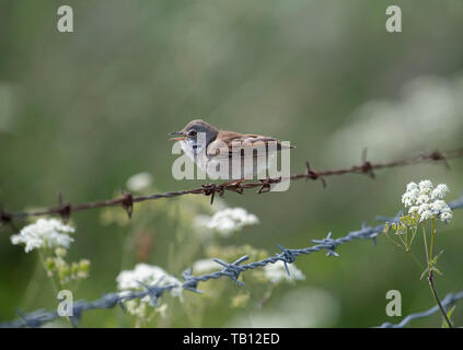 Whitethroat-Sylvia communis auf Stacheldraht in Song thront. Feder. Stockfoto