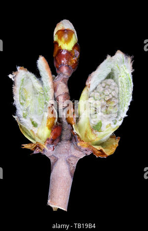 April Frühjahr Knospen der Rosskastanie Querschnitte. Auf schwarz studio Makroaufnahme isoliert Stockfoto