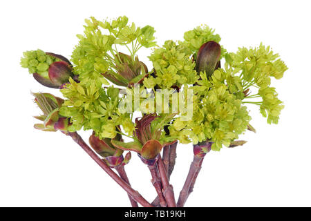 Er Zweige der Feder April Europäischer Ahorn gewöhnliche Baum mit kleinen grünen Blumen.. Auf weissem studio Makroaufnahme isoliert Stockfoto