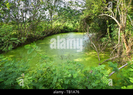 Ente Unkraut auf der Wasseroberfläche Teich mit Pflanzen und Bäume auf Sumpf/grünes Wasser aquatischen Unkraut in den Dschungel Stockfoto