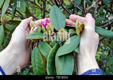 Eine ältere Frau sanft Halten in der Hand einen ersten Frühling rhododendron Blütenknospen auf Garten Bush. Mai Tag im Freien Nahaufnahme Stockfoto