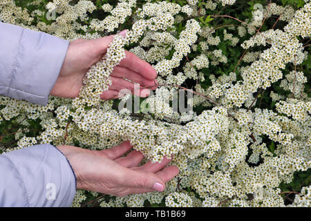 Eine ältere Frau sanft Halten in der Hand die erste Feder weiß spirea Blumen im Garten Busch. Mai Tag im Freien Nahaufnahme Stockfoto