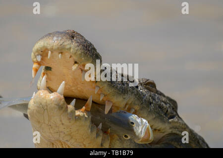 Salzwasserkrokodile fangen Fische auf niedriger Ebene über den East Alligator River, Kakadu, Northern Territory, Australien. Stockfoto