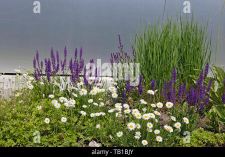 Frühjahr blühenden Gänseblümchen und Lavendel Blumen wachsen in der Nähe der metallischen Außenwand eines städtischen Bürogebäude. Sonnigen Tag der urbanen Landschaft Stockfoto