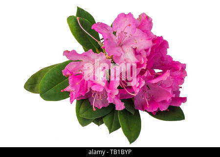 Rhododendron Rosa Blumen auf weißem Hintergrund. Stockfoto