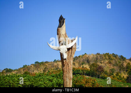 Tierischen Schädel/Büffel oder Kuh Schädel hängen auf dem hölzernen Pfosten bei trockenem Land am Berg Hintergrund Stockfoto