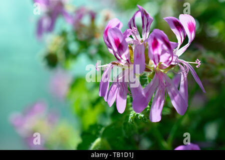 Rosa Rose Geranium aus Südafrika Stockfoto