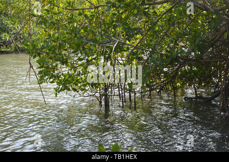 Mangroven in Gibara Bay, südlichen Kuba Stockfoto