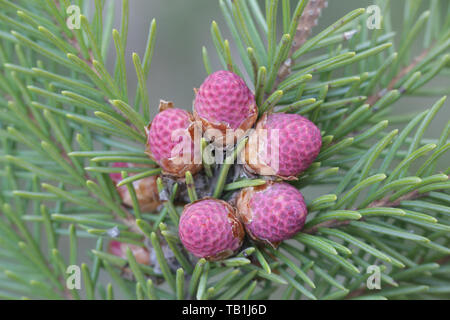 Frisch Zapfen von Picea abies, Fichten oder Europäische Fichte Stockfoto