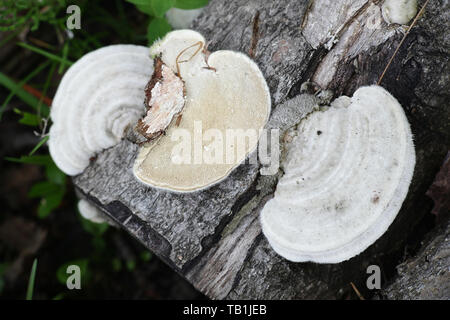 Trametes pubescens, eine Türkei schwanz Pilz allgemein die haarigen Halterung Pilz namens Stockfoto