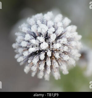 Frosty Blumen von Blue Globe-Thistle Stockfoto