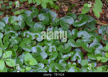 Grüne Pflanzen, die unter den Bäumen des Waldes. Stockfoto