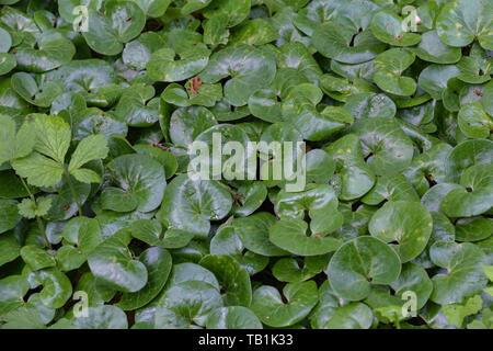 Grüne Pflanzen, die unter den Bäumen des Waldes. Stockfoto