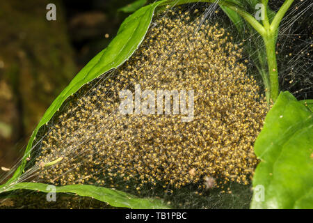 Ein Schwarm von Spiderlings auf einem Spinnennetz in einem tropischen Regenwald gefunden Stockfoto