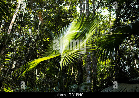 Eine majestätische suchen Berg serdang palm leaf verbreiten sich wie ein Ventilator in einem tropischen Wald in Malaysia gefunden. Stockfoto