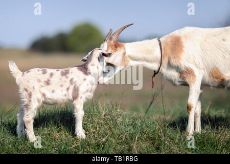 Mom's Liebe und Fürsorge für ihren kleinen goatling Stockfoto