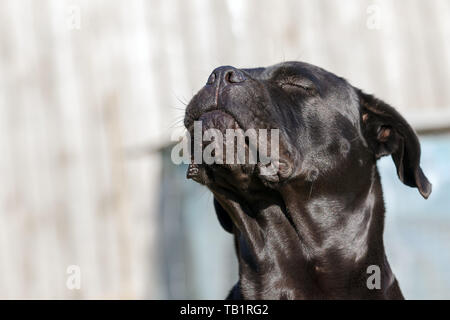 Schwarz Cane Corso Hund Fang die Fliege in der Luft es Essen und sieht sehr glücklich Stockfoto