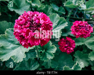 Leuchtend rosa pelargonium Blumen hautnah. Garten Geranium dekorative Blüte Blütenblätter. Landschaftsgestaltung Sorte. Der botanische Name ist Pelargonium zonale Stockfoto