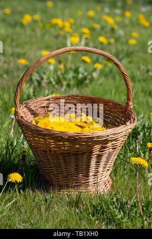 Altmodische Weidenkorb mit Geernteten Löwenzahn Blume - Taraxacum officinale - Köpfe für hausgemachte Wein in einem Feld. Stockfoto
