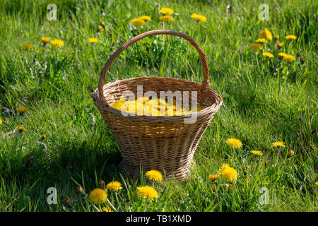 Altmodische Weidenkorb mit Geernteten Löwenzahn Blume - Taraxacum officinale - Köpfe für hausgemachte Wein in einem Feld. Stockfoto