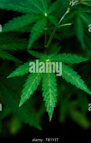 Cannabis Pflanzen wachsen. Reifen Marihuana Pflanze mit Knospen und Blätter. Textur von Marihuana Pflanzen. Hintergrund natürlich. Stockfoto