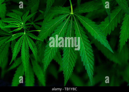 Cannabis Pflanzen wachsen. Reifen Marihuana Pflanze mit Knospen und Blätter. Textur von Marihuana Pflanzen. Hintergrund natürlich. Stockfoto