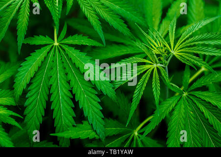 Cannabis Pflanzen wachsen. Reifen Marihuana Pflanze mit Knospen und Blätter. Textur von Marihuana Pflanzen. Hintergrund natürlich. Stockfoto