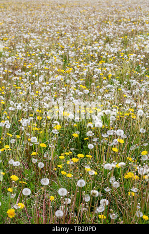 Ein Feld von Löwenzahn - Taraxacum officinale - Blumen und Samen Köpfe im Frühjahr. Stockfoto
