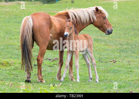 In der Nähe von Frogham, New Forest, Hampshire, UK. 29. Mai 2019. UK Wetter: Bedeckt verregneten Tag im New Forest National Park, als neu geborene Fohlen ihre Beine finden, obwohl ein bisschen wackelig! Credit: Carolyn Jenkins/Alamy leben Nachrichten Stockfoto