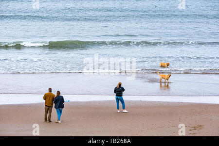 Aberdeen, Schottland, Großbritannien, 29. Mai 2019. UK Wetter: Leute trainieren, zwei Goldene Labradors am Strand in der Nähe von Footdee Stockfoto