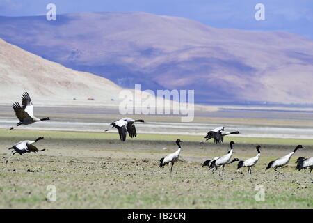 Yadong, China's Tibet autonomen Region. 29 Mai, 2019. Black-necked Krane auf dem Doqen Co (See) in Yadong County, im Südwesten Chinas Autonomen Region Tibet, 29. Mai 2019. Credit: Zhang Rufeng/Xinhua/Alamy leben Nachrichten Stockfoto