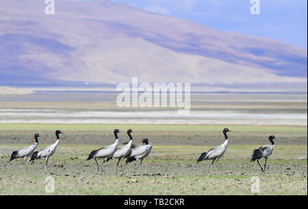 Yadong, China's Tibet autonomen Region. 29 Mai, 2019. Black-necked Krane auf dem Doqen Co (See) in Yadong County, im Südwesten Chinas Autonomen Region Tibet, 29. Mai 2019. Credit: Zhang Rufeng/Xinhua/Alamy leben Nachrichten Stockfoto