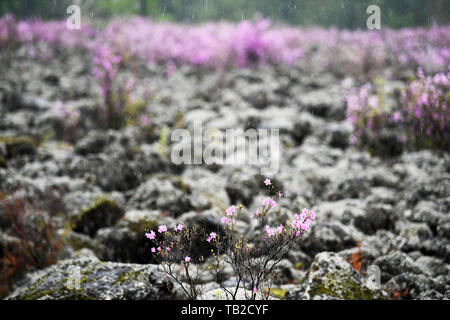 (190530) - HARBIN, 30. Mai 2019 (Xinhua) - Foto am Mai 13, 2019 zeigt Azalee Blumen im Regen an der Hongxing vulkanischen Geologischen Park im Nordosten Chinas Yichun, Provinz Heilongjiang. Im Nordosten von China, Provinz Heilongjiang ist weithin für seine ausgeprägte Jahreszeiten und seiner Bemühung, bekannte ökologische Entwicklung zu fördern, besonders in den grösseren und kleineren Khingan Berge. Die Waldfläche in der Khingan Berge, die als wichtiges Ökosystem Wald Funktion Zone und eine Reserve von strategischer Bedeutung für Schnittholz Ressourcen in China angesehen wird, spielt eine unersetzliche Rolle in Stockfoto