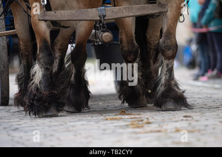 Telgte, Deutschland. 30 Mai, 2019. Entwurf Pferde ziehen einen Vier-in-hand Beförderung auf einer Rundreise im Rahmen der 32. Beförderung Wallfahrt. Rund 80 Teams aus dem Münsterland, Emsland und Sauerland nahmen an der jährlichen Christi Himmelfahrt Veranstaltung. Quelle: Bernd Thissen/dpa/Alamy leben Nachrichten Stockfoto