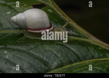 Eine kleine weiße Schnecke aus der Cloud forest in Ecuador. Stockfoto