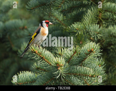 Europäische Stieglitz (Carduelis carduelis) sitzen auf dem Zweig der Tannenbaum Stockfoto